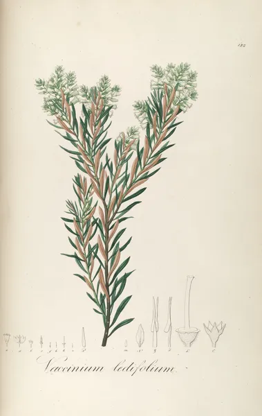 Vaccinium montanum av Johann Baptist Emanuel Pohl