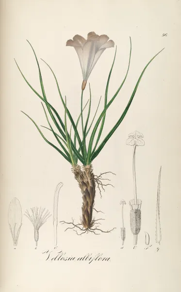 Vellozia albiflora av Johann Baptist Emanuel Pohl