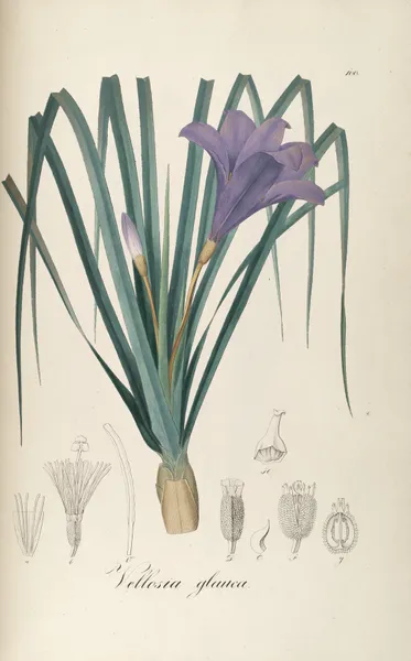 Vellozia glauca av Johann Baptist Emanuel Pohl