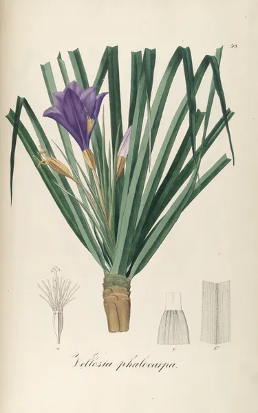 Vellozia phalocarpa av Johann Baptist Emanuel Pohl