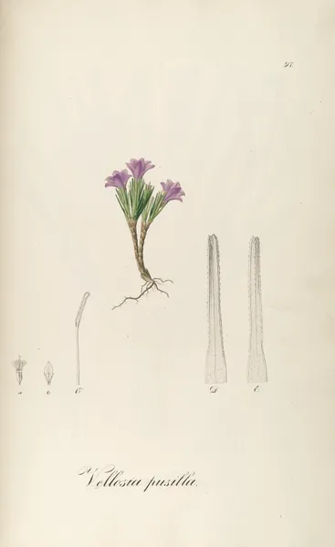 Vochysia pumila av Johann Baptist Emanuel Pohl
