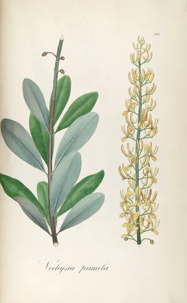Vochysia pumila av Johann Baptist Emanuel Pohl