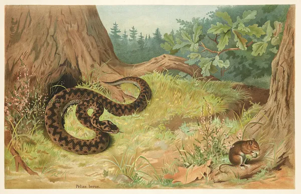Adder av Emil Schmidt
