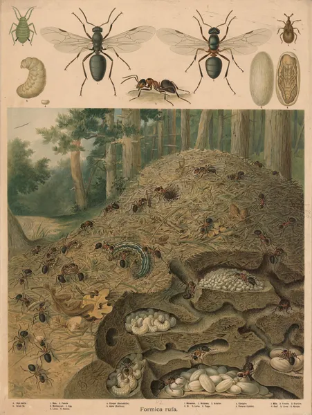 Anthill av Emil Schmidt