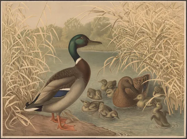 Ducks av Emil Schmidt