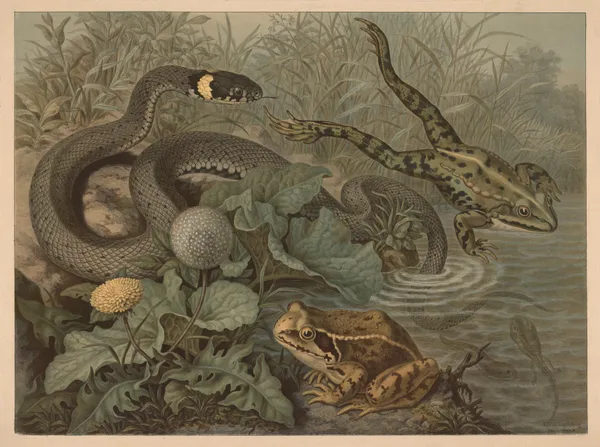 Frog and rattlesnake av Emil Schmidt