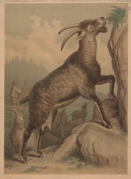 Goat av Emil Schmidt