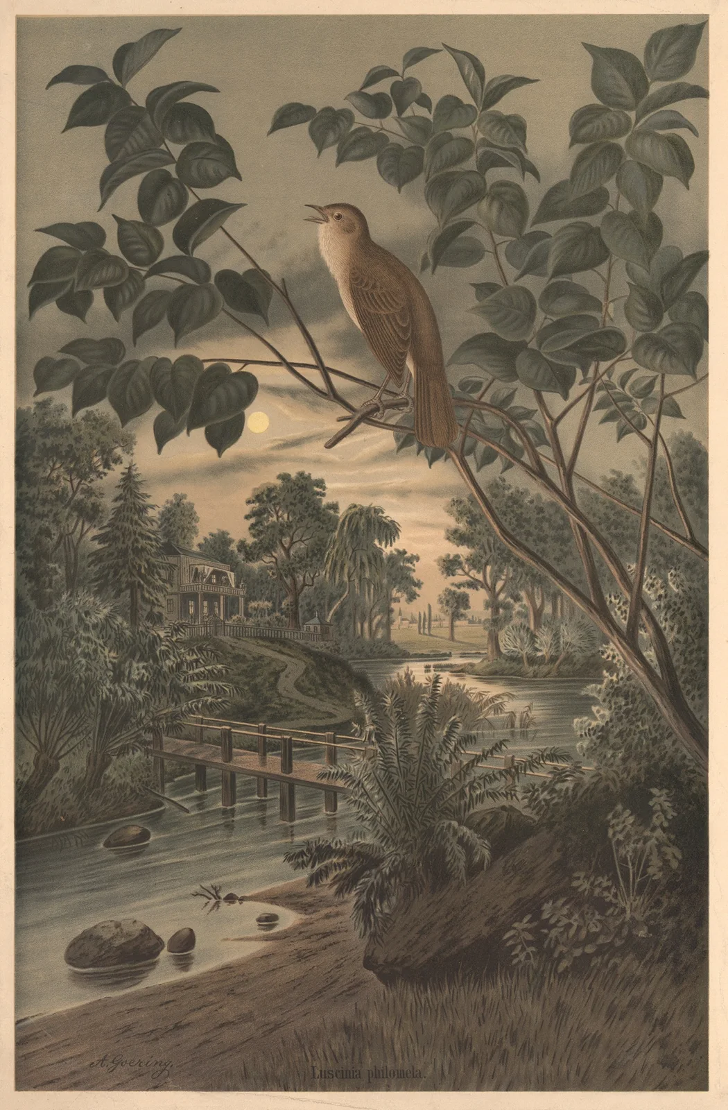 Nightingale av Emil Schmidt