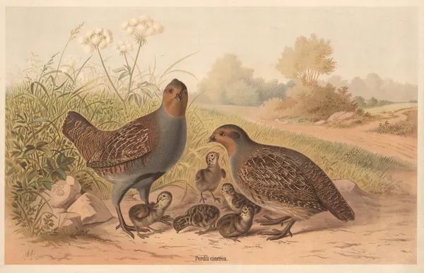 Partridges (Perdix cinerea) av Emil Schmidt