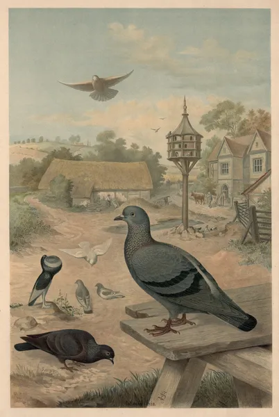 Pigeons av Emil Schmidt