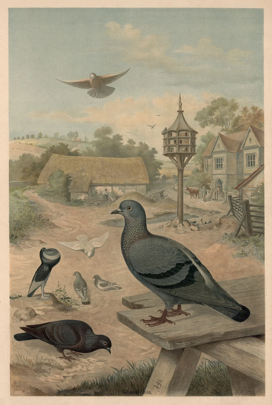 Pigeons av Emil Schmidt