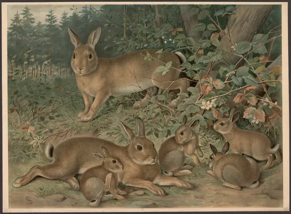 Rabbits av Emil Schmidt
