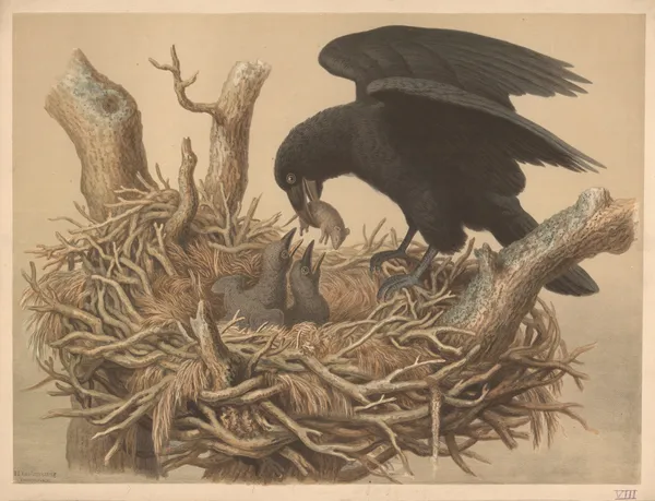 Raven av Emil Schmidt