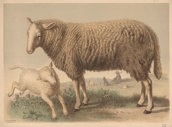 Sheep av Emil Schmidt