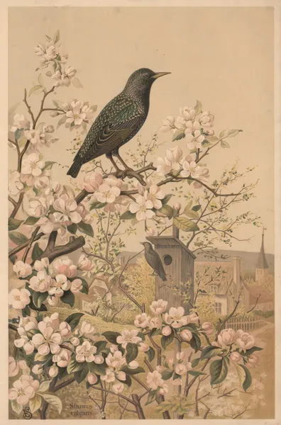 Starling av Emil Schmidt