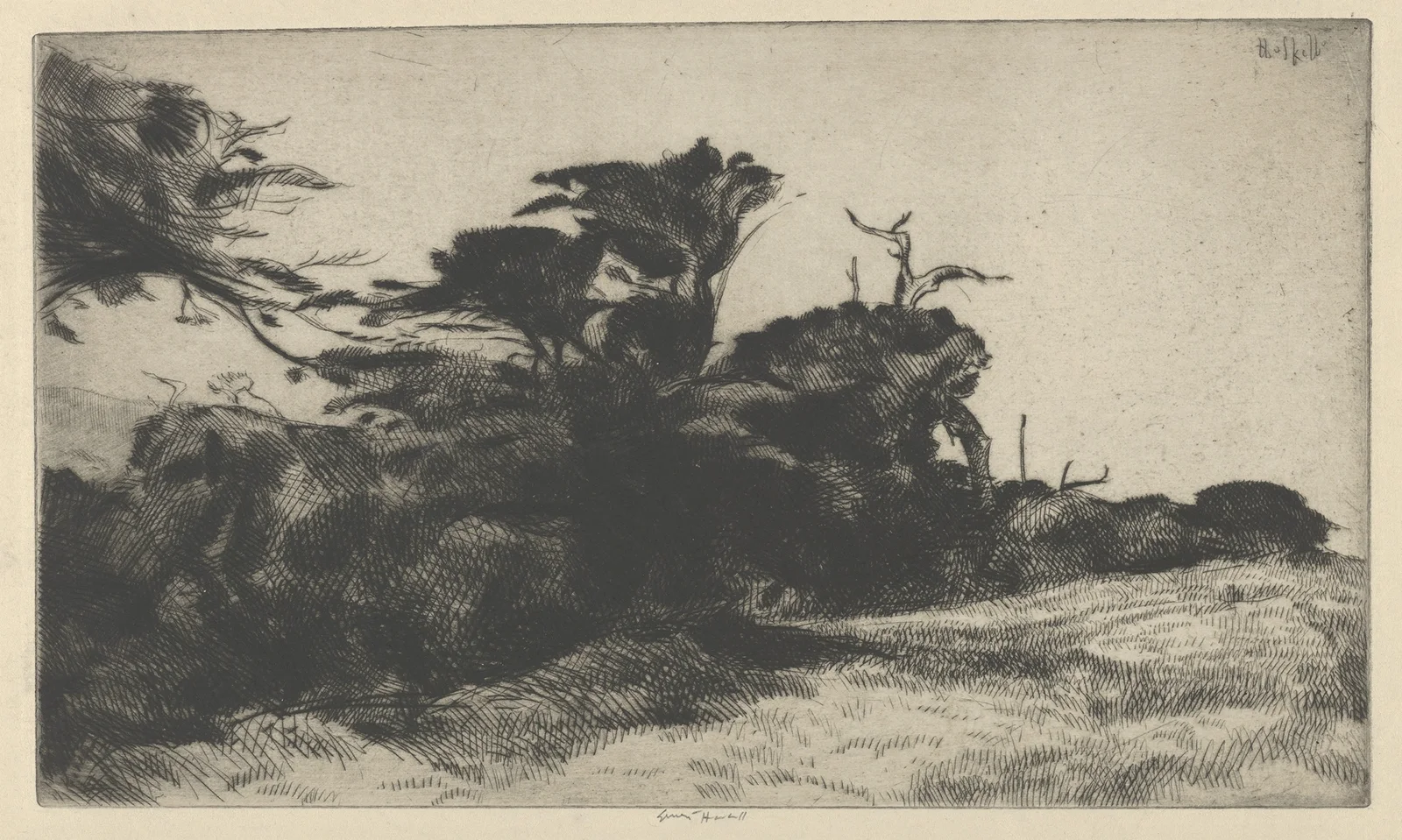 Cypress Study No. 2 av Ernest Haskell