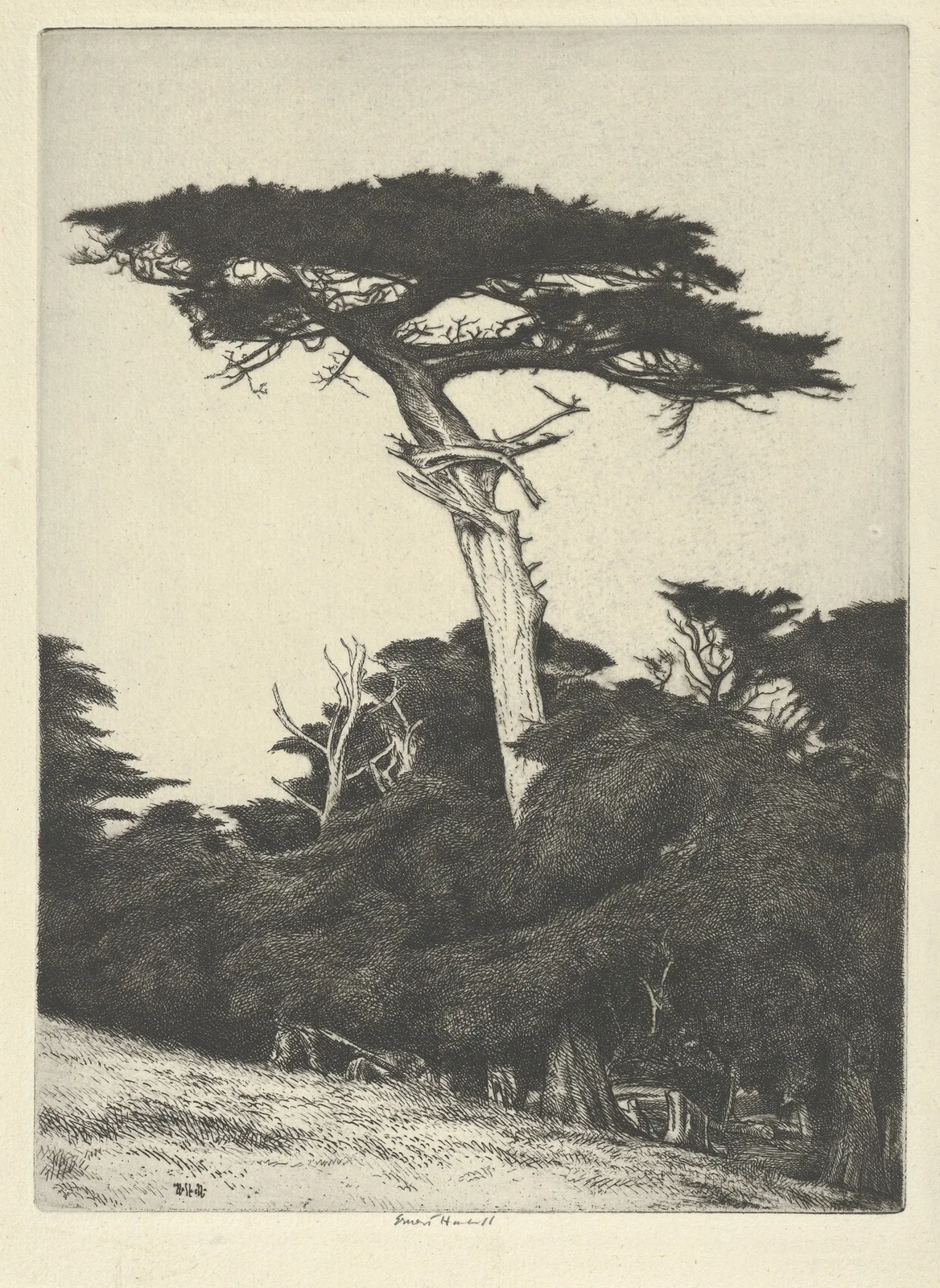 Dryad’s Parasol av Ernest Haskell