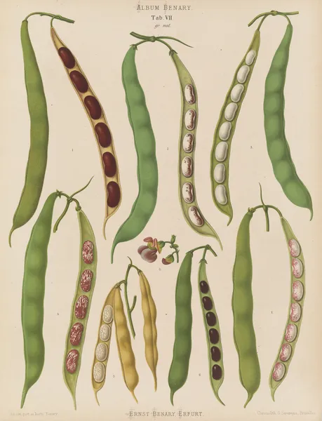 Beans – Dwarf French, Kidney, or Snap av Ernst Benary