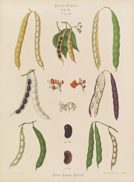 Beans – Runner, Tall Kidney, or Pole av Ernst Benary