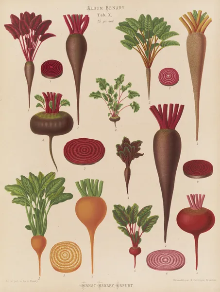Beets av Ernst Benary