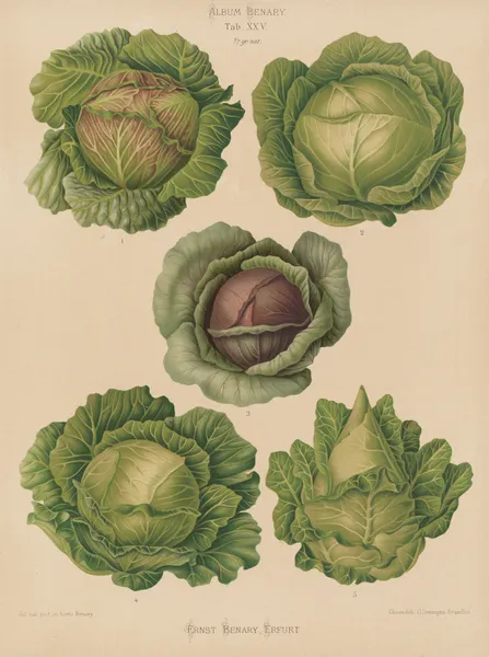 Cabbages av Ernst Benary