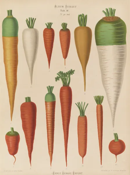 Carrots av Ernst Benary