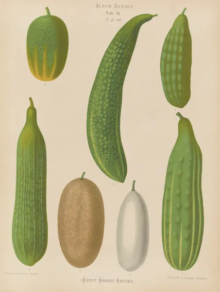 Cucumbers av Ernst Benary