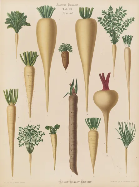 Culinary Roots av Ernst Benary