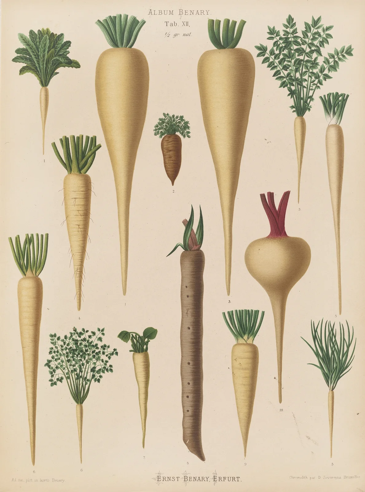 Culinary Roots av Ernst Benary