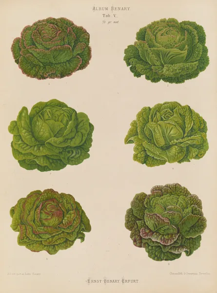 Lettuces – Cabbage Varieties av Ernst Benary
