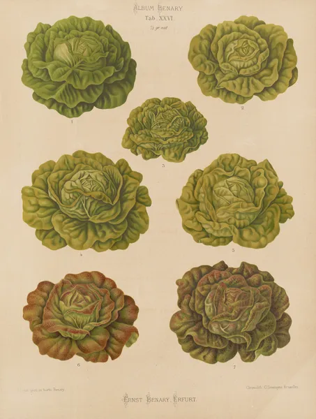 Lettuces – Cabbage Varieties av Ernst Benary