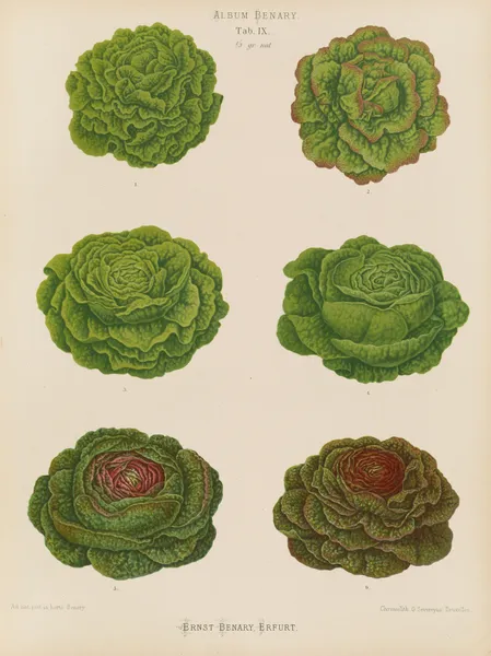 Lettuces – Cabbage Varieties av Ernst Benary