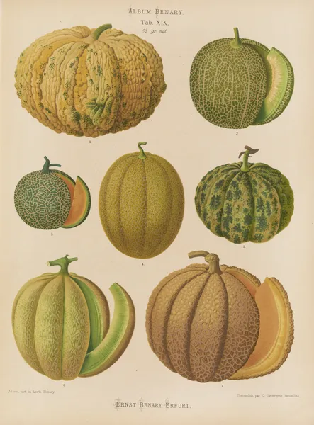 Melons av Ernst Benary