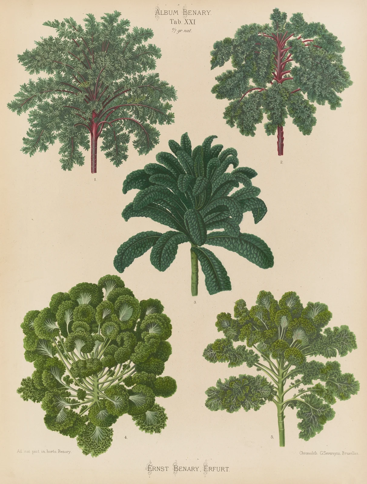 Ornamental Borecoles, or Kales av Ernst Benary