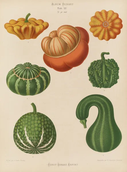 Ornamental Gourds av Ernst Benary