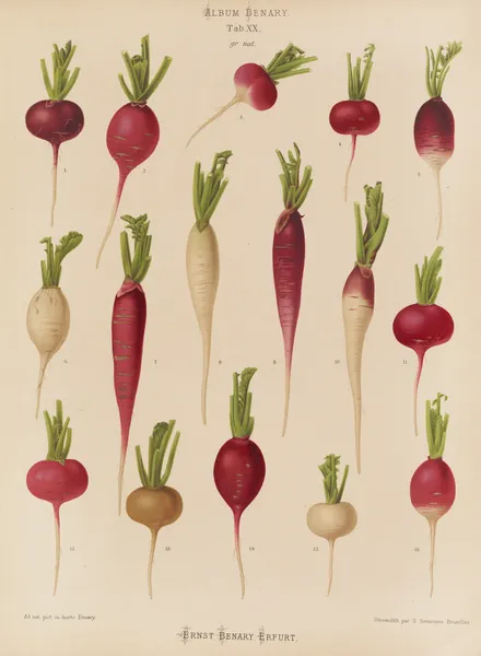 Radishes av Ernst Benary