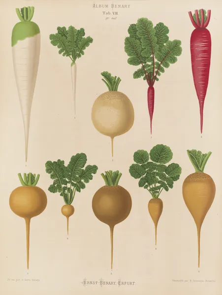 Radishes av Ernst Benary