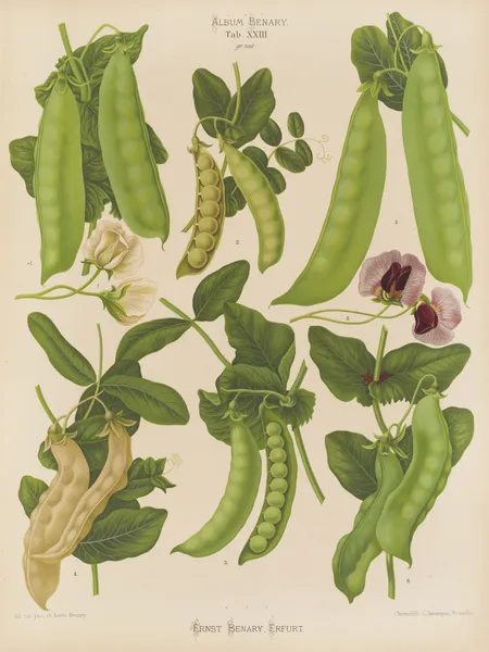 Sugar, or Edible-podded Peas av Ernst Benary