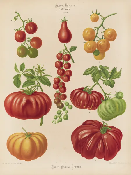 Tomatoes, or Love-Apples av Ernst Benary