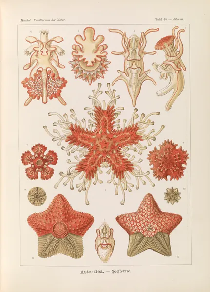 Asteridea. – Seesterne av Ernst Haeckel