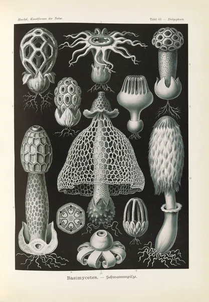 Basimycetes. – Schwammpilze av Ernst Haeckel