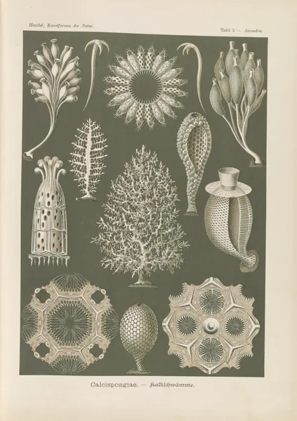 Calcispongiae. – Kalkschwämme av Ernst Haeckel