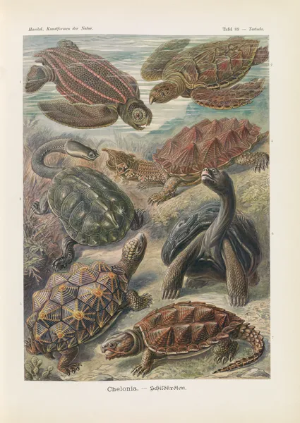 Chelonia. – Schildkröten av Ernst Haeckel