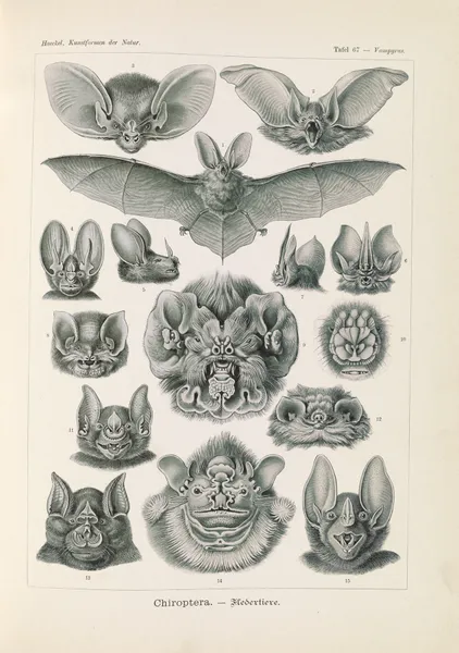 Chiroptera. – Fledertiere av Ernst Haeckel