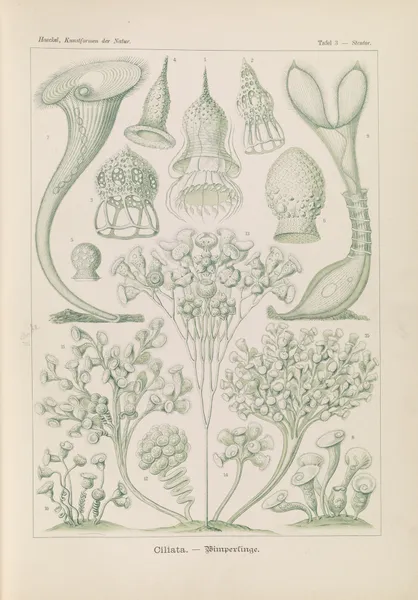 Ciliata. – Wimperlinge av Ernst Haeckel
