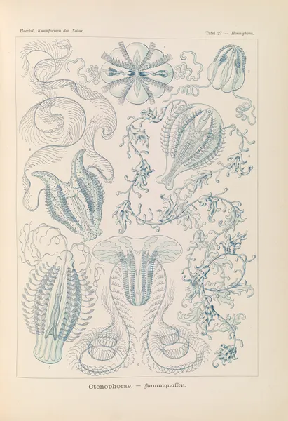 Ctenophorae. – Kammquallen av Ernst Haeckel