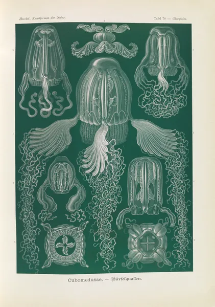 Cubomedusae. – Würfelquallen av Ernst Haeckel