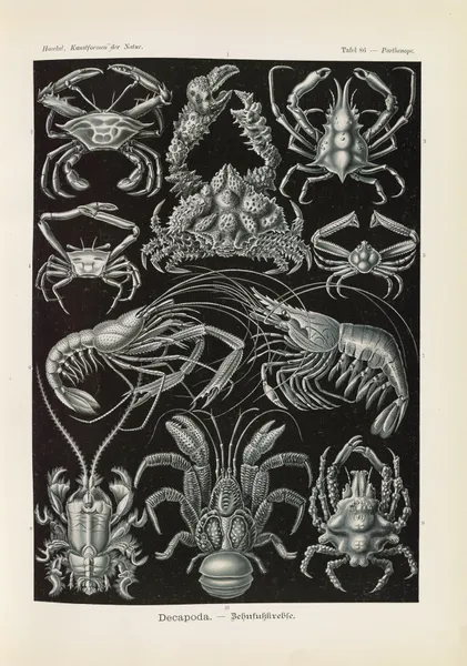 Decapoda. – Behnfukkreble av Ernst Haeckel