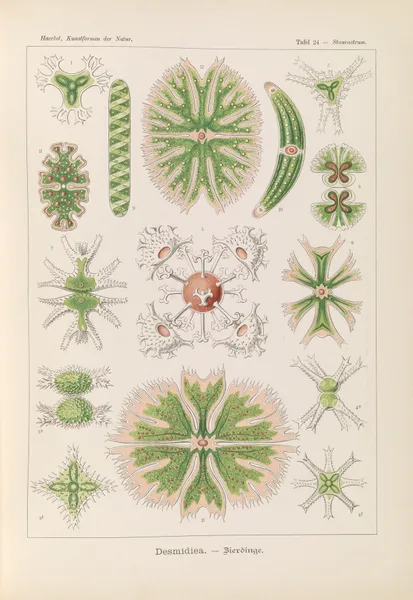 Desmidiea. – Bierdinge av Ernst Haeckel