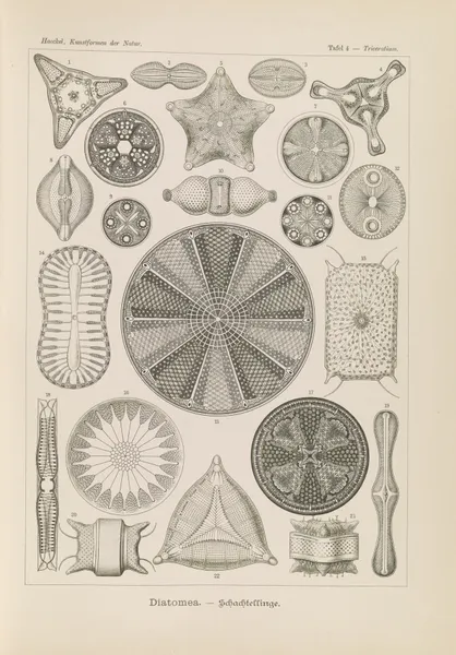 Diatomea. – Schachtellinge av Ernst Haeckel